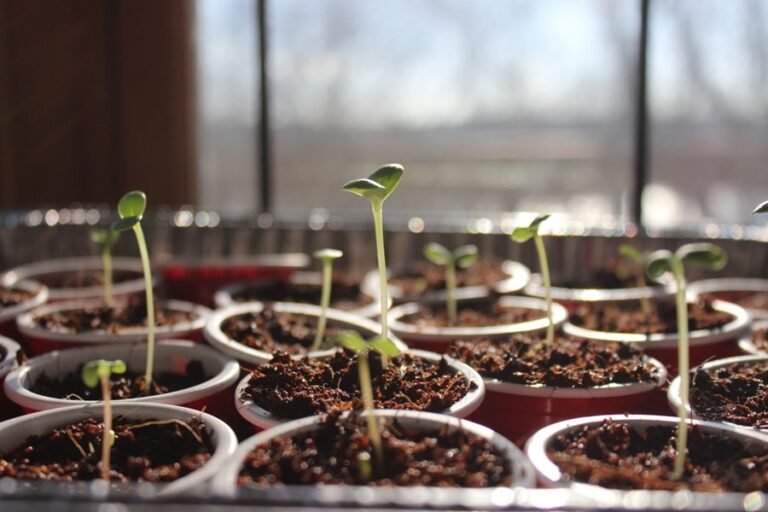 Germination of Seeds and Harvest: Essential Steps for Healthy Plant Growth