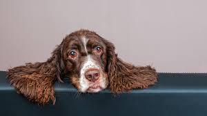 10 Effective Home Remedies to Cure Your Dog’s Painful Yeast Infection