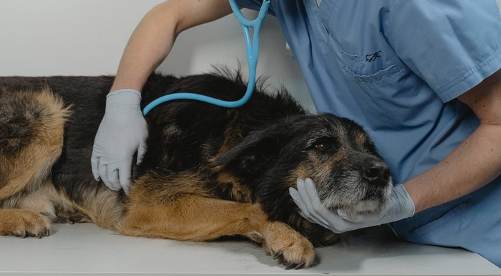 Veterinary Urgent Care Nearby: Lifesaving Care Within Reach