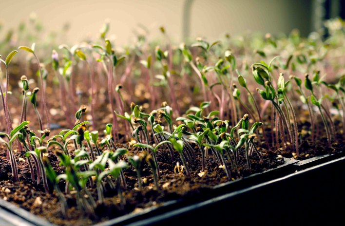 Growing Tomatoes Indoor From Seeds With LED Grow Light