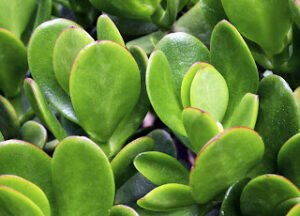 The Ultimate Guide to Choosing the Perfect Jade Plant for Your Home