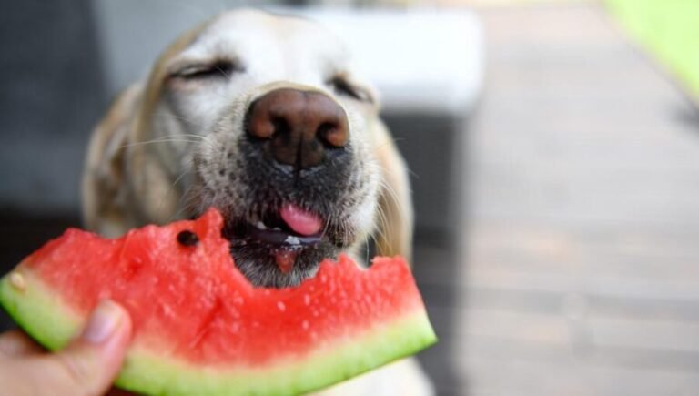 What Fruits Can Dogs Eat?