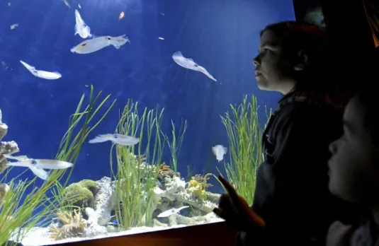 Is Monterey Bay Aquarium Worth it or Overrated