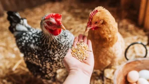 Top 10 Biggest Chicken Breeds and Expert Caring Tips