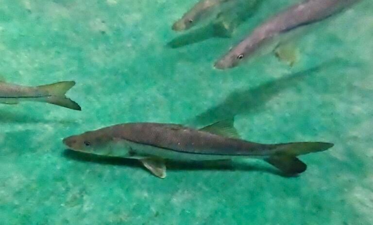 Social Media Marketing— Taking Your Fish Farm Profitability To the Next Level