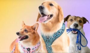 Unleashing Opportunities: Navigating the Dynamic Dog Buying and Selling Market
