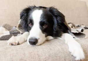 Ear Infections in Dogs: Types, Symptoms, Treatment and Prevention