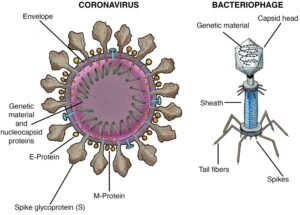 What is Inran Virus?