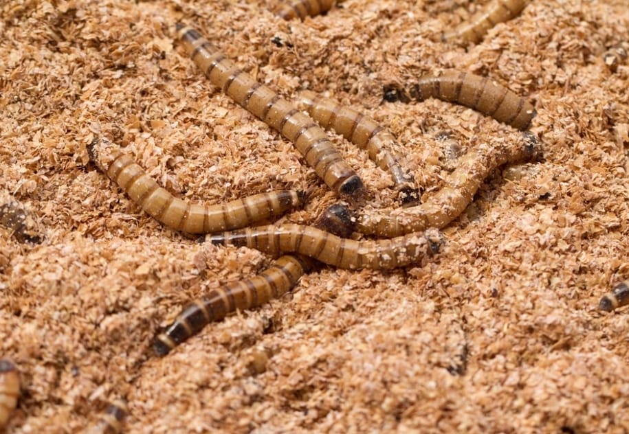 Mealworms vs Traditional Animal Feed: Comparing Nutritional Value