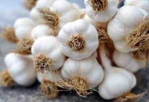 Ultimate guide to the Garlic: Everything You Need To Know