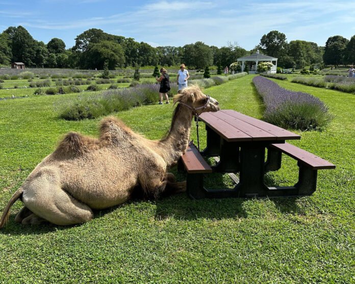 Dr. Henry Cabrera and His Lavender Dreams Come True