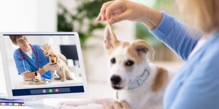 Maximizing Your Pet’s Health with Online Veterinary Services