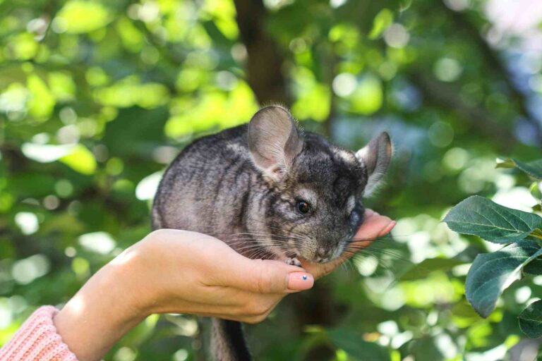 Are Chinchillas Good Pets