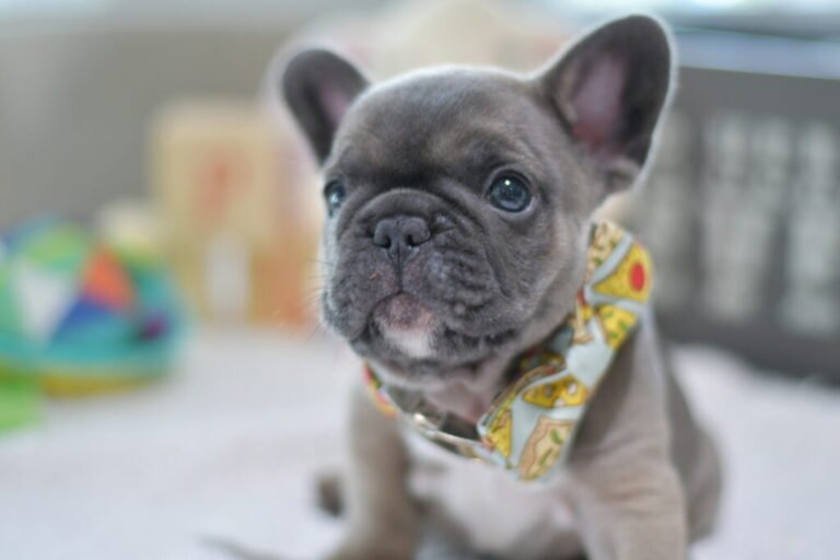 Bringing Home Your New Best Friend: French Bulldog Puppies For Sale In Atlanta