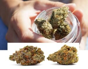 Smoking THCa Flower The Right Way - A Beginner’s Guide