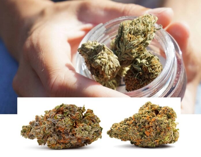 Smoking THCa Flower The Right Way - A Beginner’s Guide Smoking THCa Flower The Right Way - A Beginner’s Guide