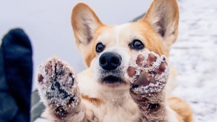 What are the Benefits of Paw Balm for Dogs and How to Apply It?