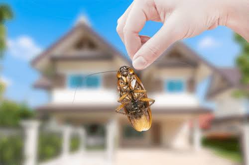 The Ultimate Guide to Residential Pest Control in San Antonio: Keeping Your Home Bug-Free