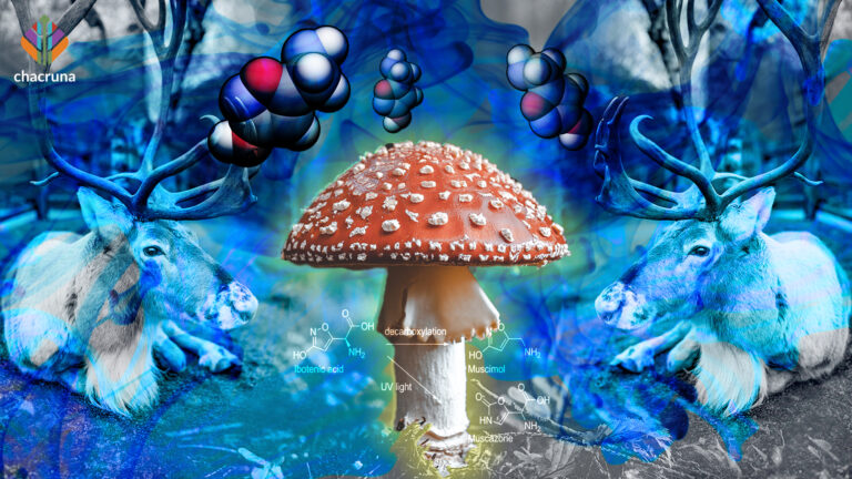 Microdosing of fly agaric