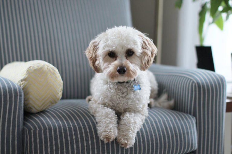 Creating a Pet-Friendly Home: Design and Safety Considerations