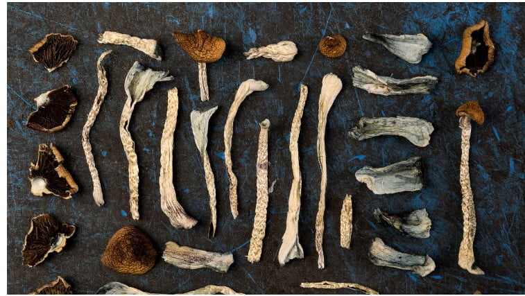 Understanding the Mind-Altering Powers of Magic Mushrooms in Today’s Society