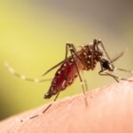 West Nile Virus outbreak in Greece