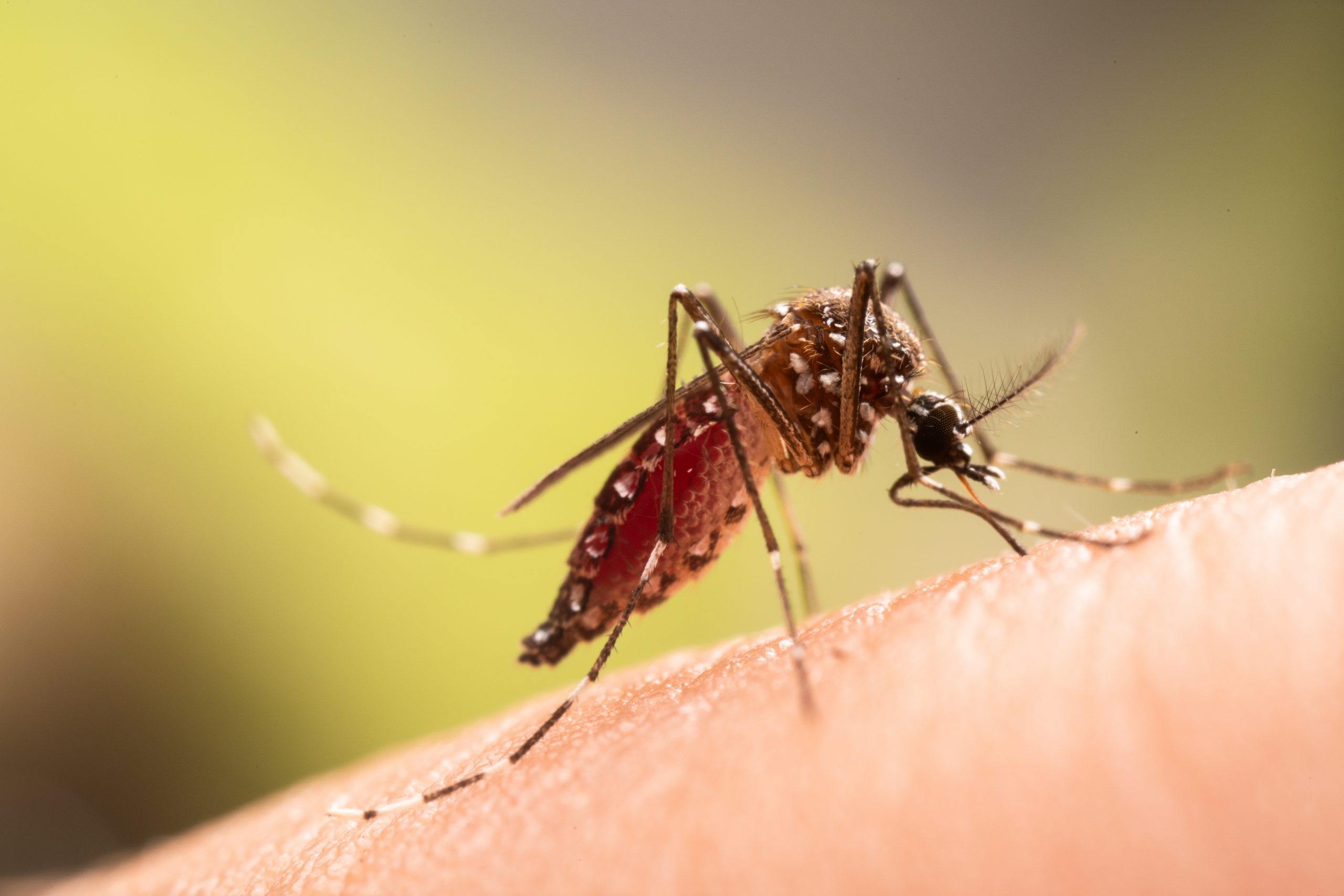 West Nile Virus outbreak in Greece