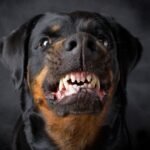 prayers-evil-dogs-dream