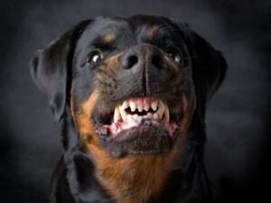https://evangelistjoshua.com/prayers-evil-dogs-dream/