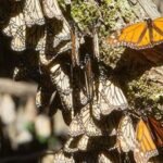 la-migracion-de-las-mariposas-hacia-florida