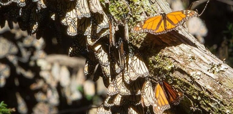 https://pussmoth.com/la-migracion-de-las-mariposas-hacia-florida