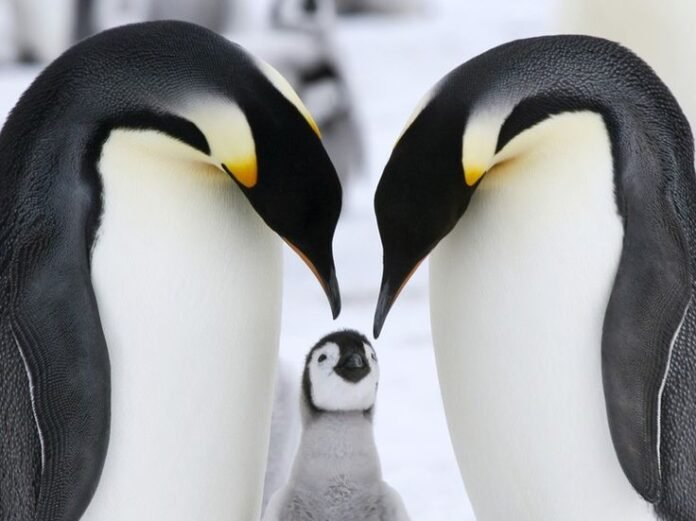 Pengpengdaren: Emerging Trend in Online Entertainment