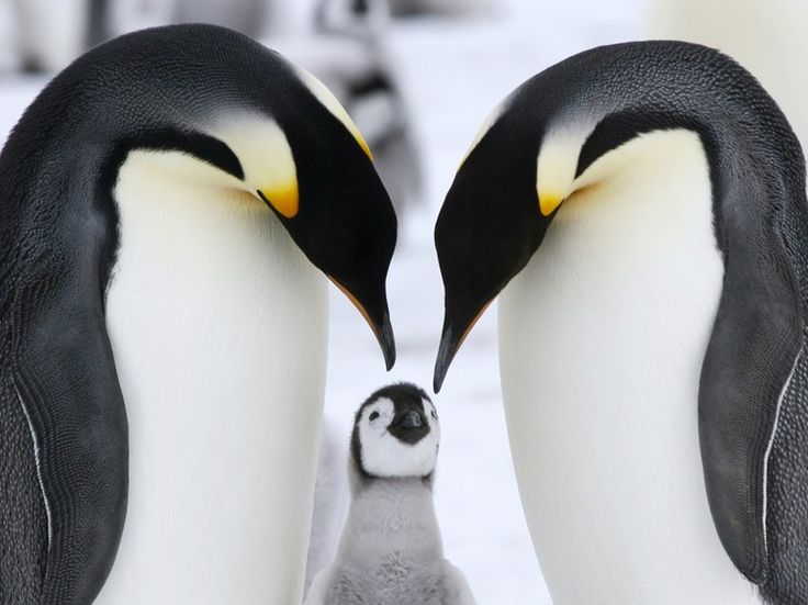 Pengpengdaren: Emerging Trend in Online Entertainment