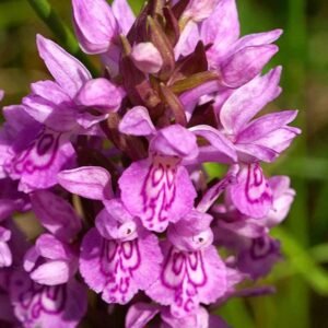 Azurorchide Cam: A New Frontier in Virtual Interaction