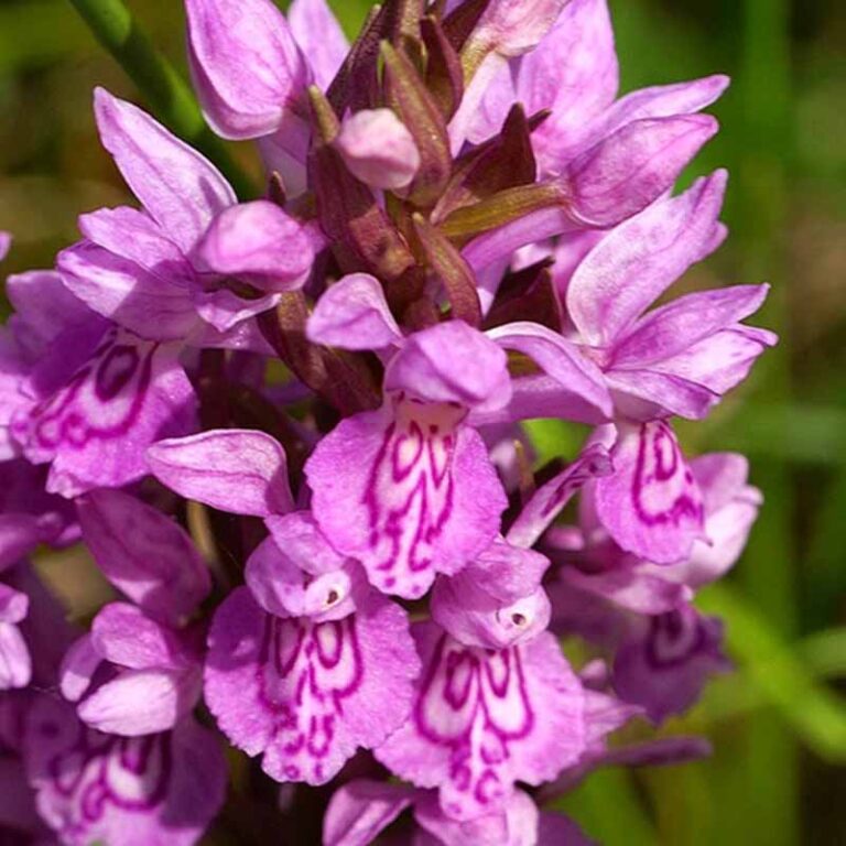 Azurorchide Cam: A New Frontier in Virtual Interaction