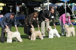 How to Train Your Dog to Compete in Dog Shows