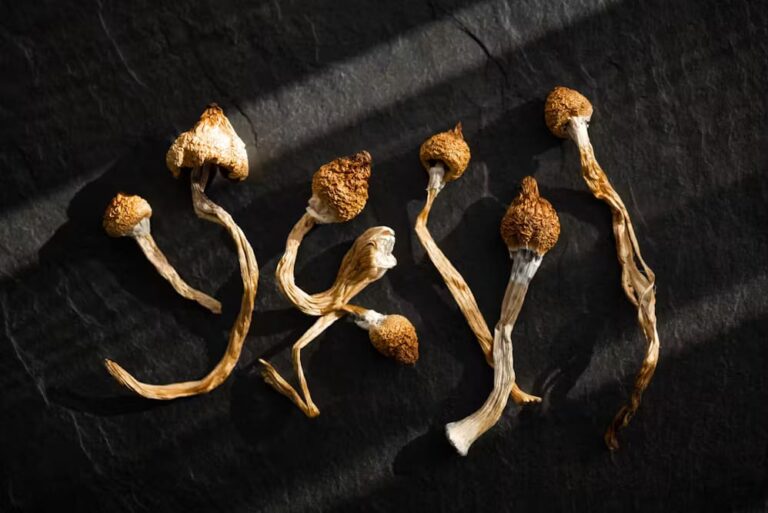 Navigating the World of Online Magic Mushroom Purchases: A Guide
