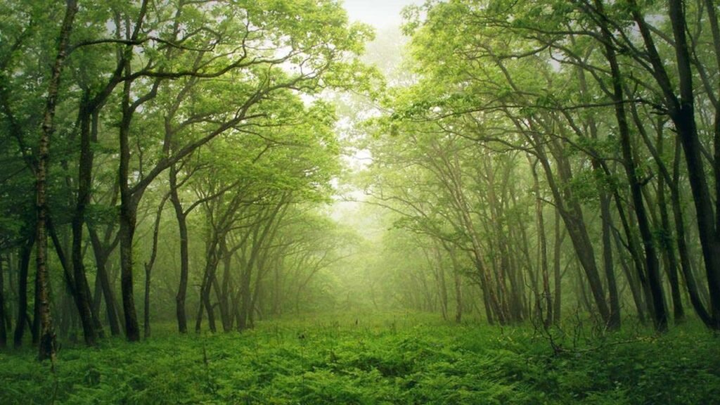 A Journey Through the Manga Forest