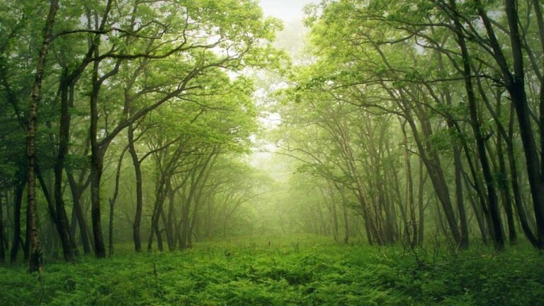 A Journey Through the Manga Forest