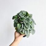 peperomia frost