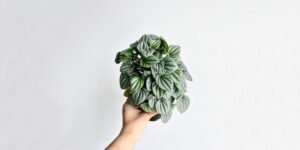 Peperomia Frost: The Ultimate Guide to Caring for Your Stunning Houseplant
