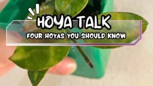 HoyaTalk: Revolutionizing Communication in the Digital Age