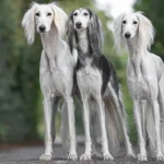 saluki insider