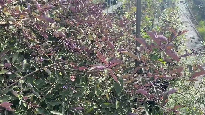 A Deep Dive into Viteculla Bookkeeping Services