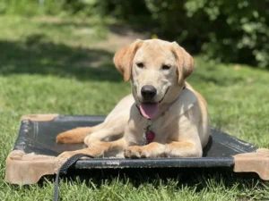 Ultimate Empire K9 Delivers More Than Just Pet Sitting