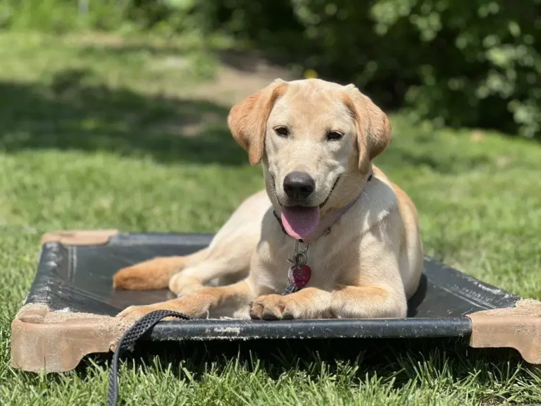 Ultimate Empire K9 Delivers More Than Just Pet Sitting