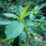 Kratom