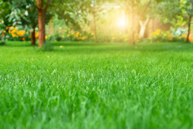 Seasonal Lawn Care Strategies: Year-Round Tips for a Healthy Yard
