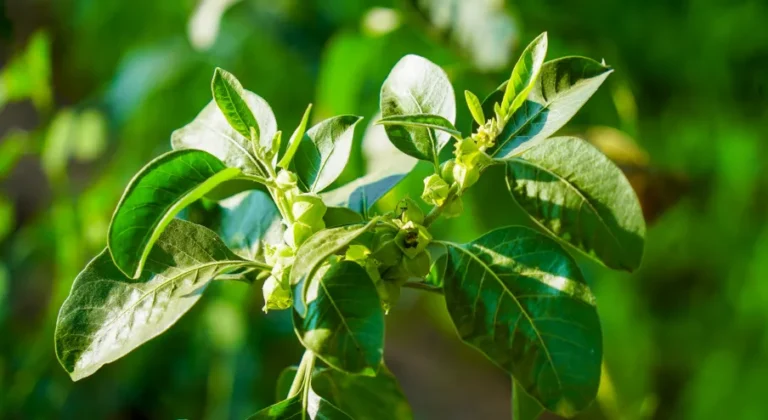 Anyarvadna: The Art of Compassionate Giving in Indian Tradition