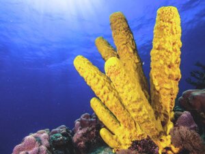 Smutr Spongebubble: A Deep Dive into the Mysterious Phenomenon
